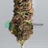 PURPLE AYAHUASCA Indica Buy Weed Online PURPLE AYAHUASCA Indica Buy Weed Online