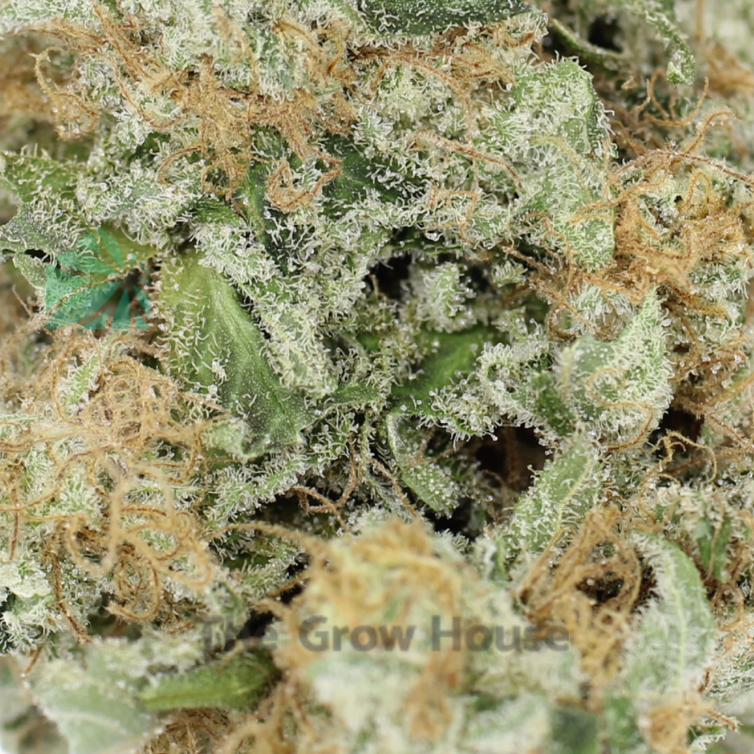 Khalifa Kush Budget Buds Buy Weed Online Khalifa Kush Budget Buds Buy Weed Online