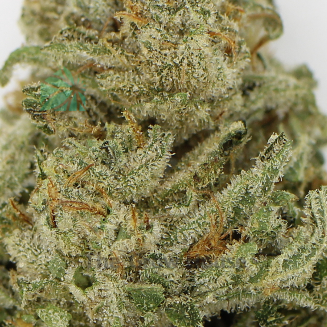 AA+ Alien Dawg Budget Buds Buy Weed Online AA+ Alien Dawg Budget Buds Buy Weed Online