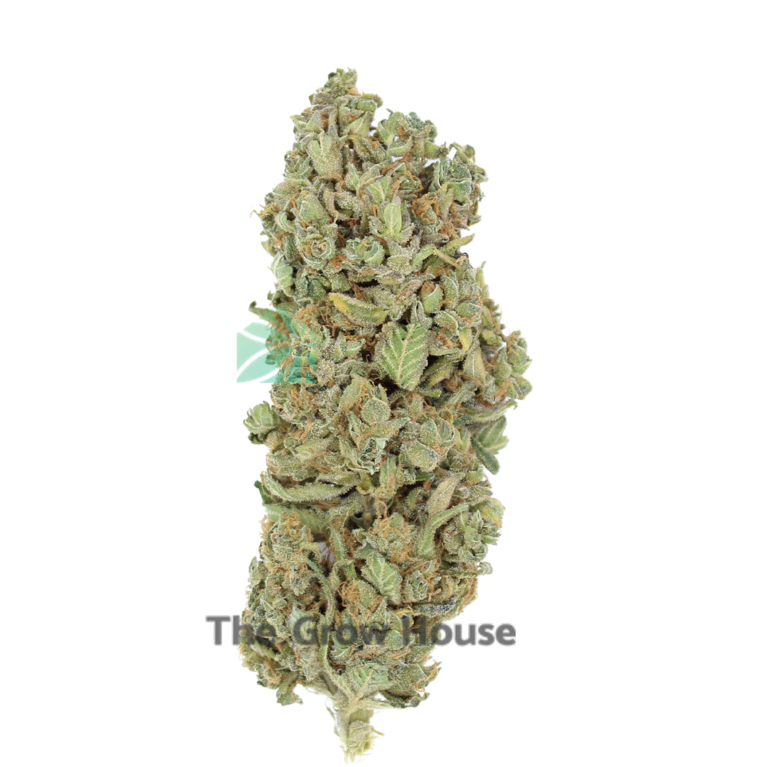 A Black Ice – By Green House Budget Buds Buy Weed Online A Black Ice – By Green House Budget Buds Buy Weed Online