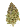 AAAA White Widow Cream By Kootney Exotics Best Sellers Buy Weed Online