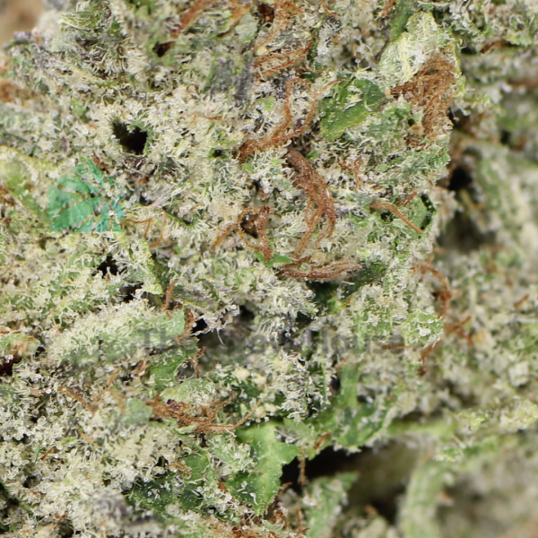 Black Jack Budget Buds Buy Weed Online