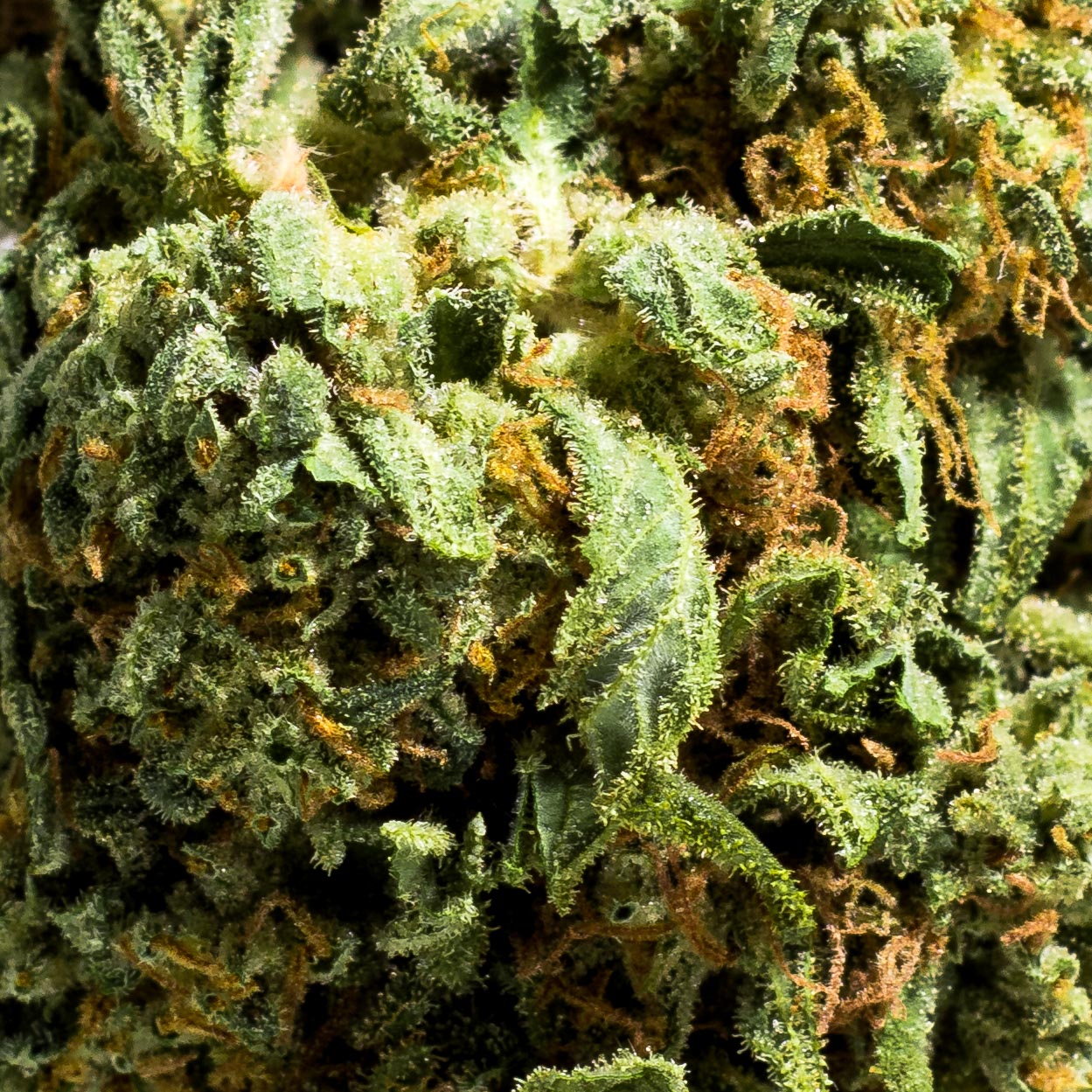 Apricot Kush Budget Buds Buy Weed Online Apricot Kush Budget Buds Buy Weed Online