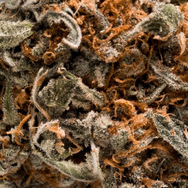 Zombie Kush Budget Buds Buy Weed Online
