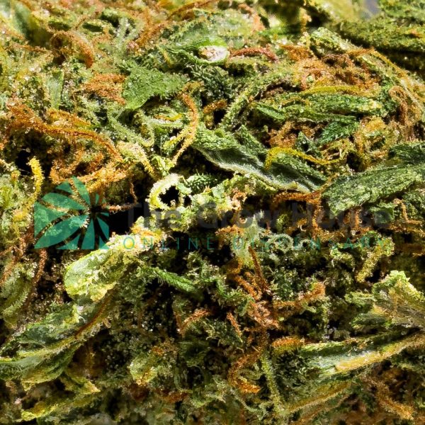 Kings Kush Budget Buds Buy Weed Online