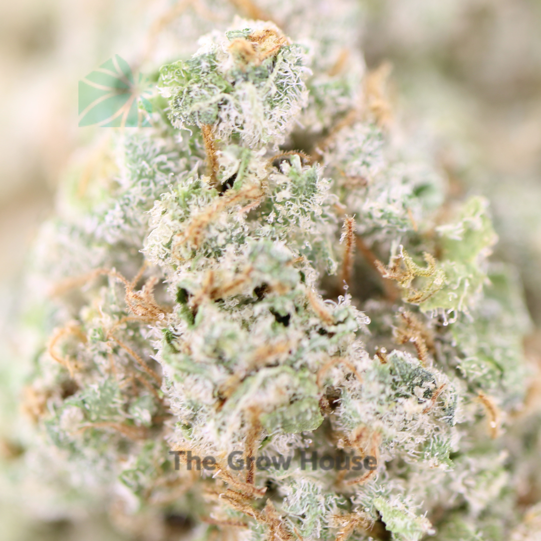 Beach Wedding Hybrid Buy Weed Online Beach Wedding Hybrid Buy Weed Online