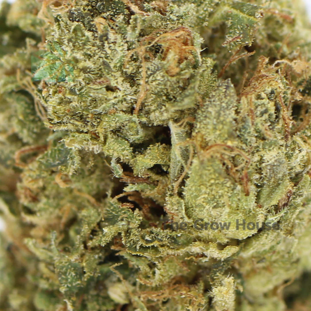 AA+ Black Tuna – By Buddha Boys Budget Buds Buy Weed Online AA+ Black Tuna – By Buddha Boys Budget Buds Buy Weed Online