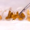 AAAA Mountain Zelly’s Gift Shatter Best Sellers Buy Weed Online AAAA Mountain Zelly’s Gift Shatter Best Sellers Buy Weed Online