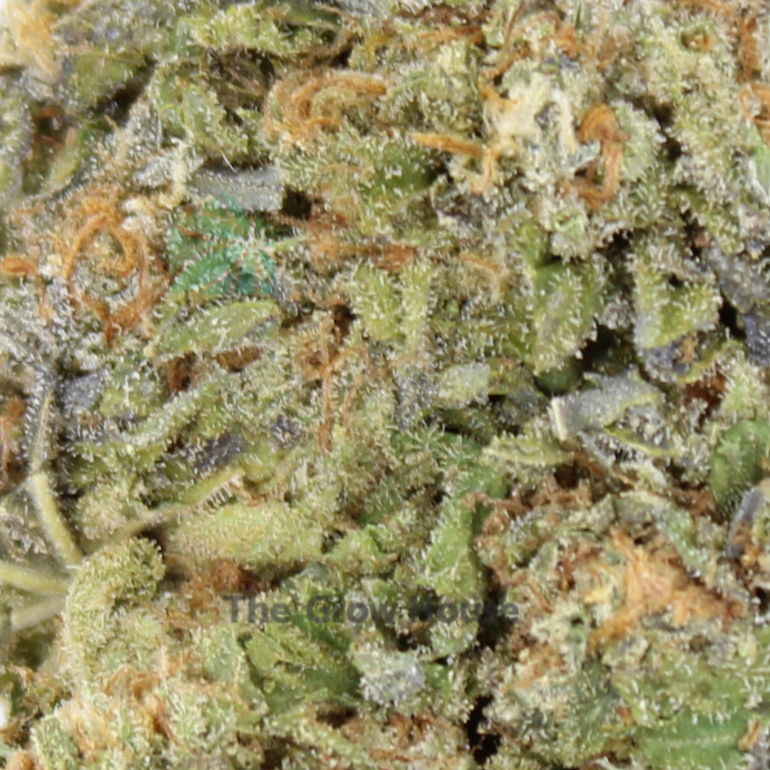 Purple Bruce Banner Hybrid Buy Weed Online Purple Bruce Banner Hybrid Buy Weed Online
