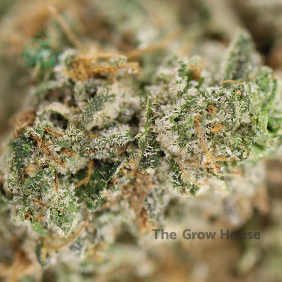 2 Ounce Deal – AAAA BC Rockstar Indica Buy Weed Online 2 Ounce Deal – AAAA BC Rockstar Indica Buy Weed Online