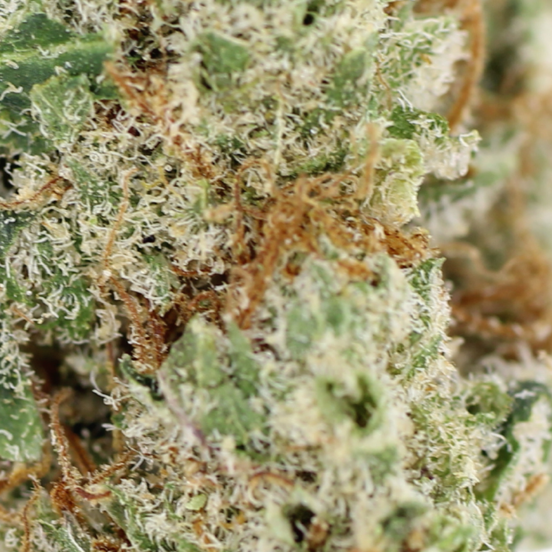 AAAA SUPER GREASY PINK Indica Buy Weed Online AAAA SUPER GREASY PINK Indica Buy Weed Online