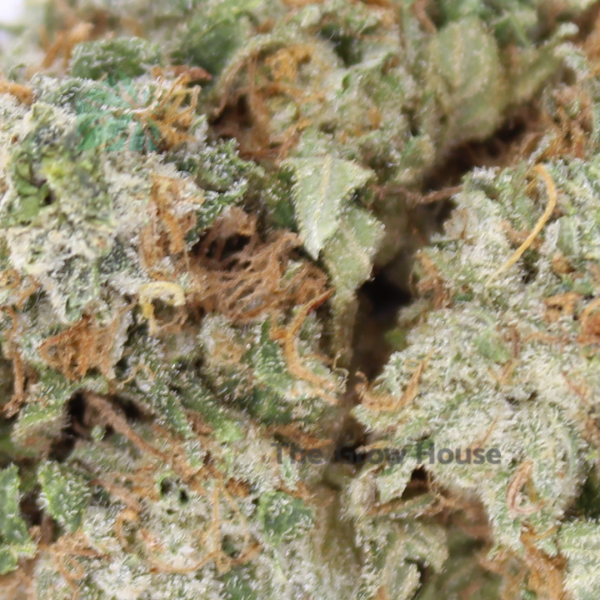 2 OUNCE DEAL – Tuna Budget Buds Buy Weed Online