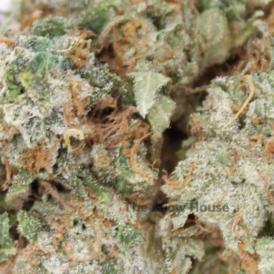 2 OUNCE DEAL – Tuna Budget Buds Buy Weed Online 2 OUNCE DEAL – Tuna Budget Buds Buy Weed Online