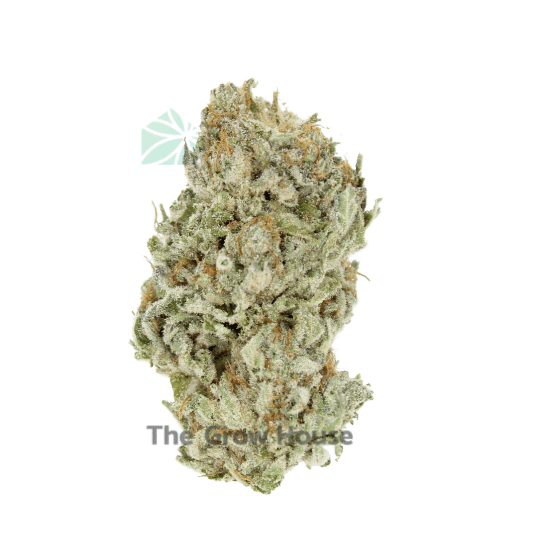 3 Ounce Deal – (A) Zeus OG Budget Buds Buy Weed Online 3 Ounce Deal – (A) Zeus OG Budget Buds Buy Weed Online