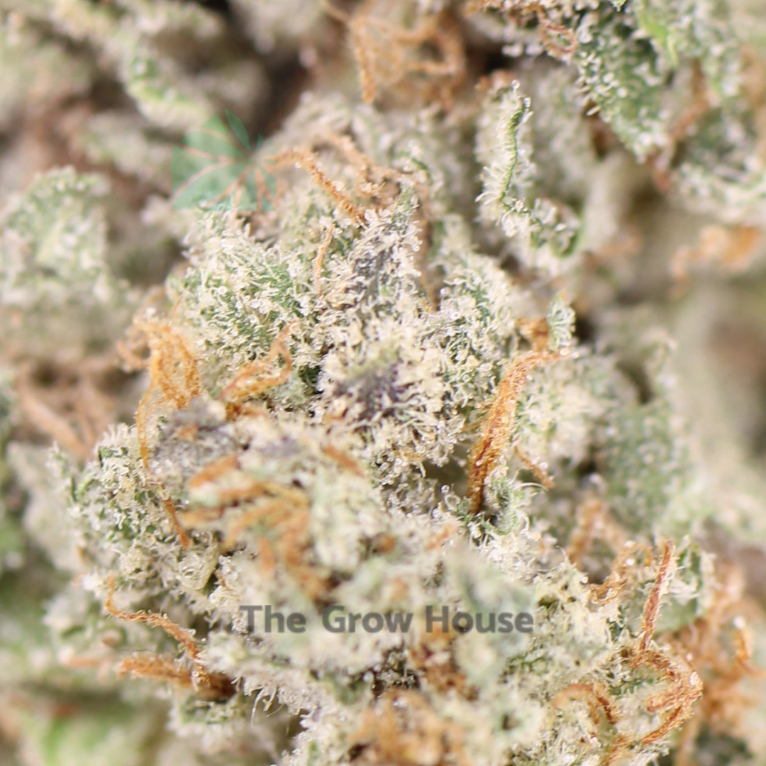2 OUNCE DEAL – Best Friend OG Budget Buds Buy Weed Online 2 OUNCE DEAL – Best Friend OG Budget Buds Buy Weed Online