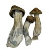 Blue Aztec Magic mushrooms Magic Mushrooms Buy Weed Online Blue Aztec Magic mushrooms Magic Mushrooms Buy Weed Online
