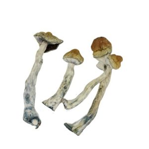 Blue Aztec Magic mushrooms Magic Mushrooms Buy Weed Online Blue Aztec Magic mushrooms
