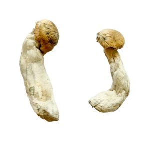 Yeti Magic Mushrooms Magic Mushrooms Buy Weed Online Yeti Magic Mushrooms