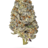 AAAA Beach Crasher By: Jungle Boys Hybrid Buy Weed Online AAAA Beach Crasher By: Jungle Boys Hybrid Buy Weed Online