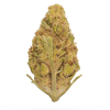 AA+ Tangerine Dream Smalls Budget Buds Buy Weed Online AA+ Tangerine Dream Smalls Budget Buds Buy Weed Online