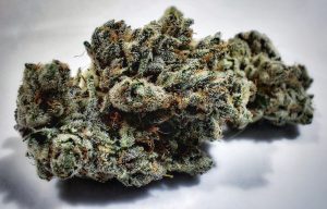 cannabis or hemp, marijuana, strains, history