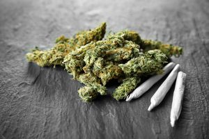 cannabis or hemp, marijuana, strains, history