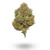 Gram & Ounce Deals: AA Blue Dream budget buds Buy Weed Online Gram & Ounce Deals: AA Blue Dream budget buds Buy Weed Online