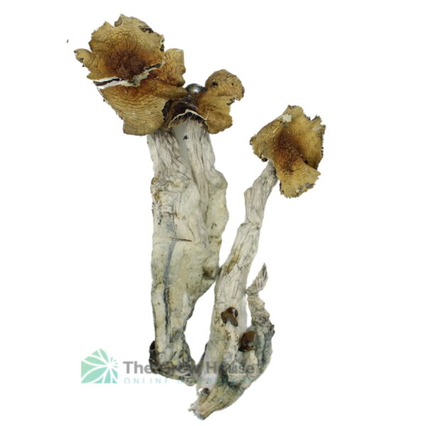 Gram & Ounce Deal: Mexican Cubensis Mushroom Magic Mushrooms Buy Weed Online