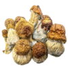 Malabar Mushroom Magic Mushrooms Buy Weed Online Malabar Mushroom Magic Mushrooms Buy Weed Online