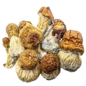 AAAA CODE BLUE Mushroom Magic Mushrooms Buy Weed Online AAAA CODE BLUE Mushroom