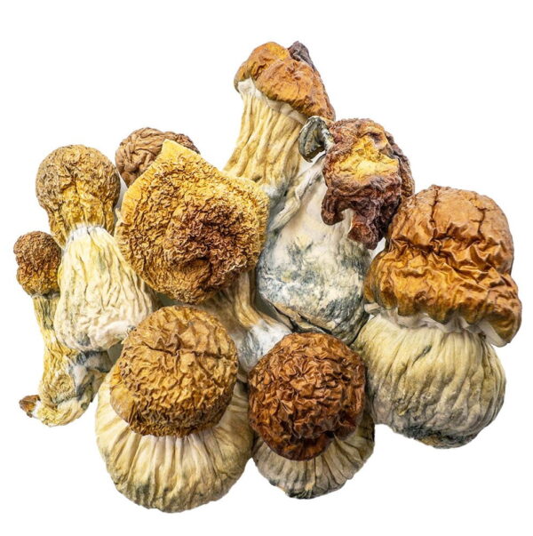 AAAA CODE BLUE Mushroom Magic Mushrooms Buy Weed Online