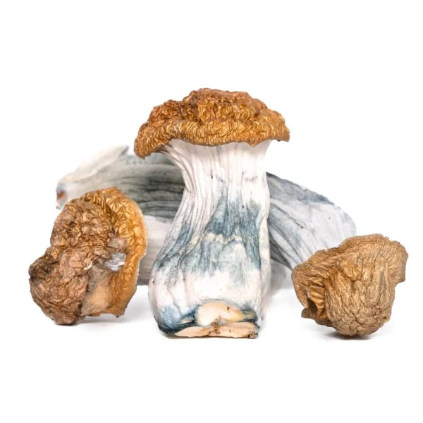 AAAA CODE BLUE Mushroom Magic Mushrooms Buy Weed Online