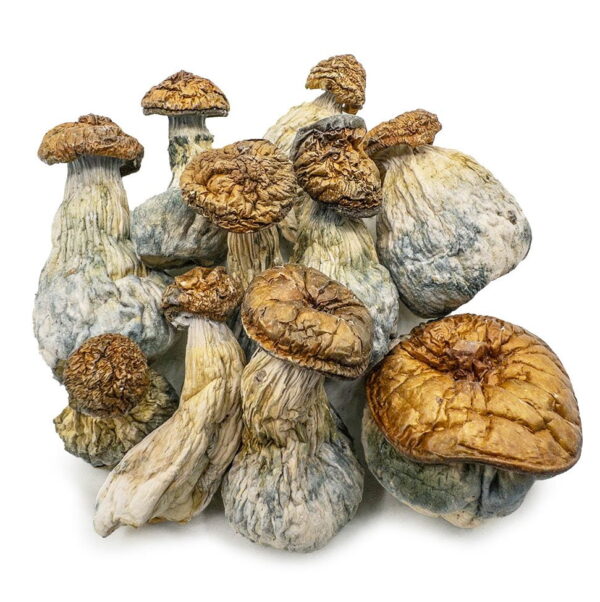 AAAA Golden Member Mushroom Magic Mushrooms Buy Weed Online