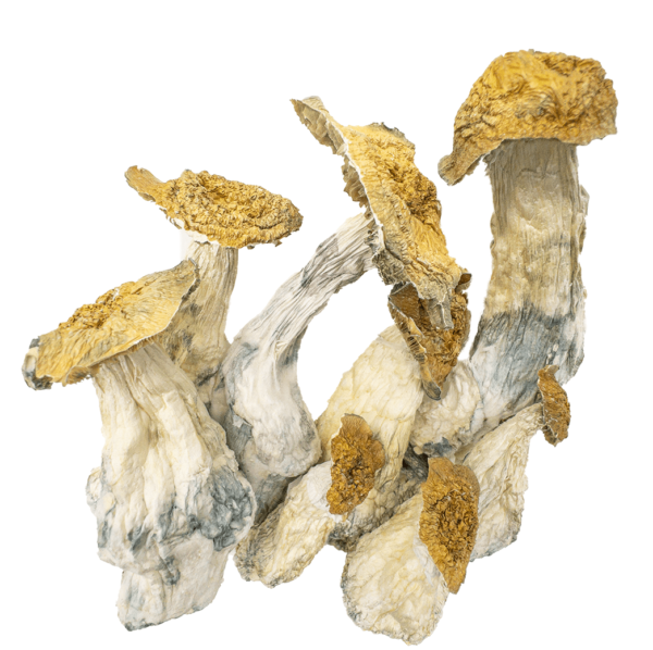 AAAA Makilla Gorilla Magic Mushrooms Buy Weed Online