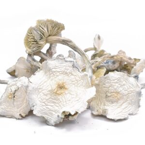 AAAA ALBINO ZILLA MUSHROOMS Magic Mushrooms Buy Weed Online AAAA ALBINO ZILLA MUSHROOMS