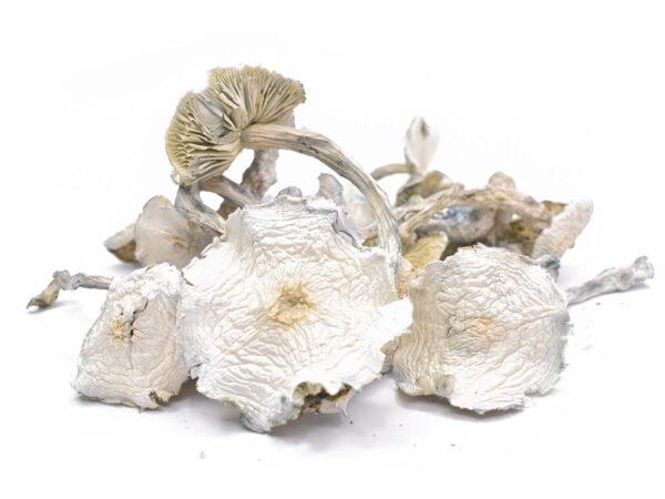 AAAA ALBINO ZILLA MUSHROOMS Magic Mushrooms Buy Weed Online