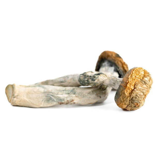 AAAA Tidal Wave Mushroom Magic Mushrooms Buy Weed Online