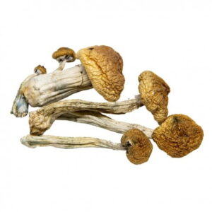 AAAA B+ Mushroom Magic Mushrooms Buy Weed Online AAAA B+ Mushroom