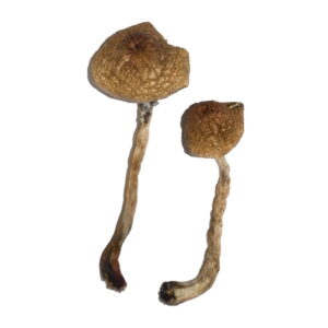 Malabar Mushroom Magic Mushrooms Buy Weed Online Malabar Mushroom