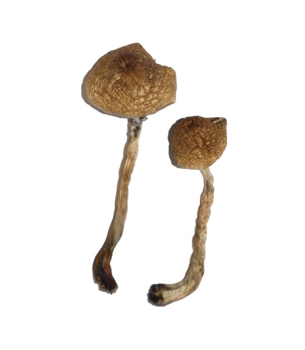 Malabar Mushroom Magic Mushrooms Buy Weed Online