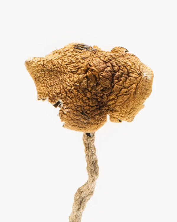 3.5g of Magic Mushrooms Loose Ends Buy Weed Online