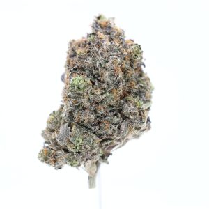 Gastopia-strain-gas-godz