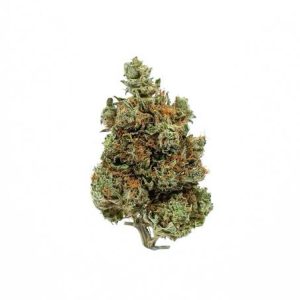 AA Grand Daddy Purple